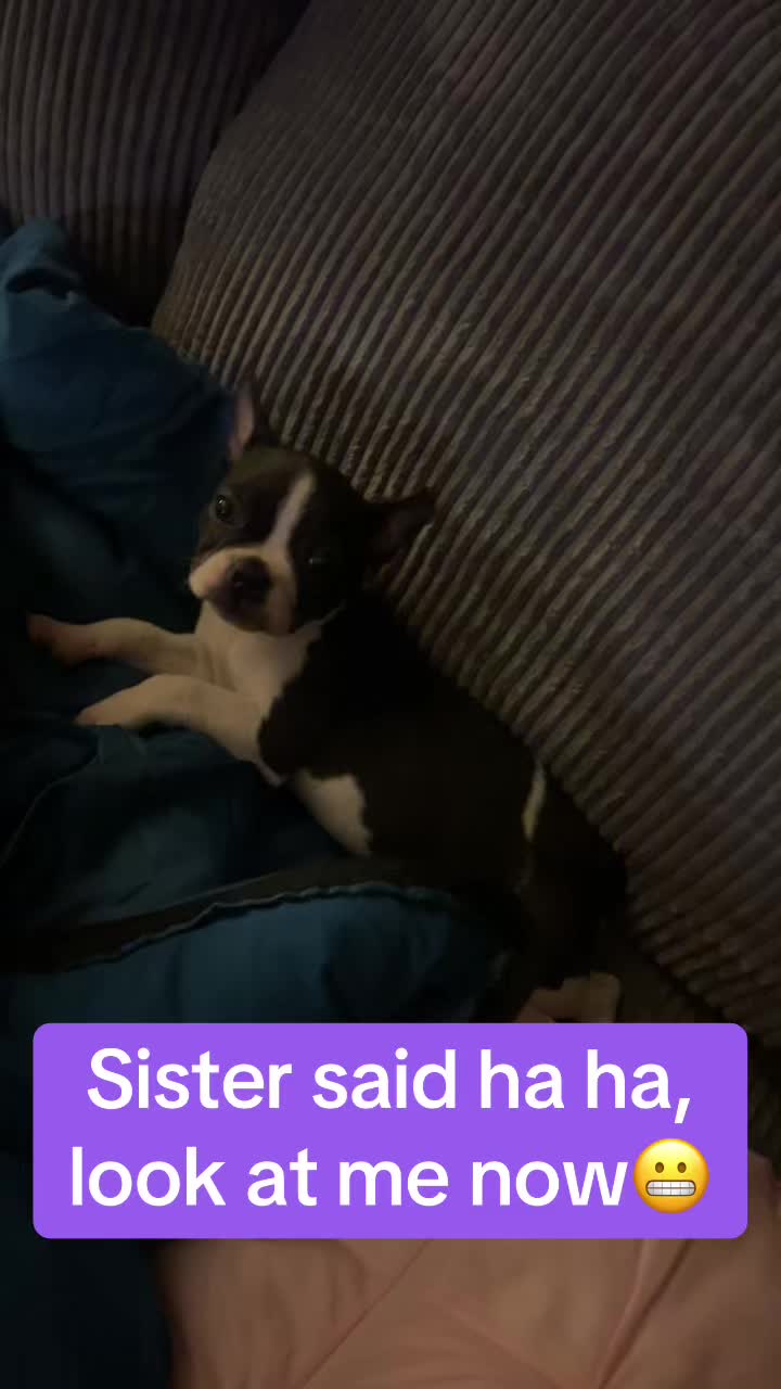 @SE Boston Terriers