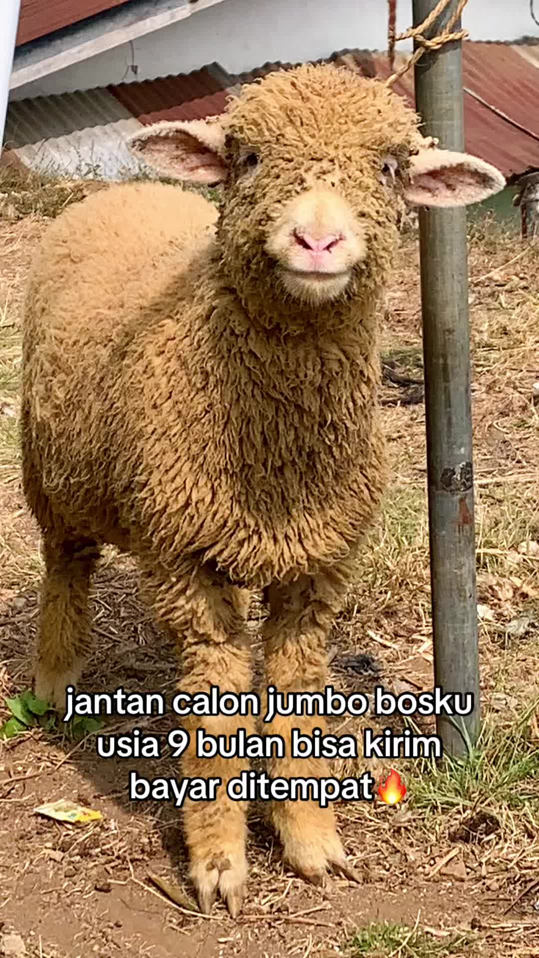 @RAMBOEN FARM TMG