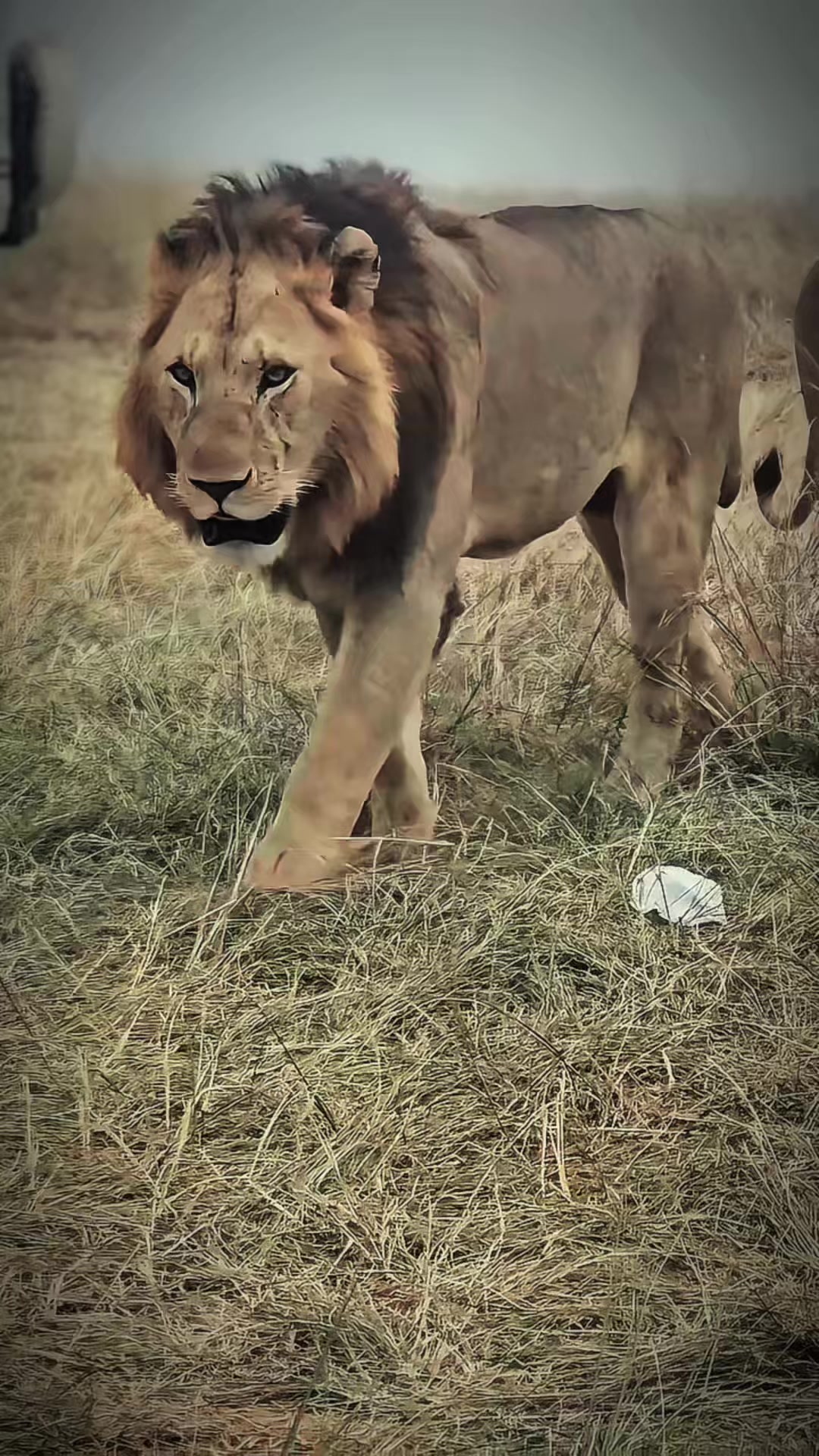 @lion_world5