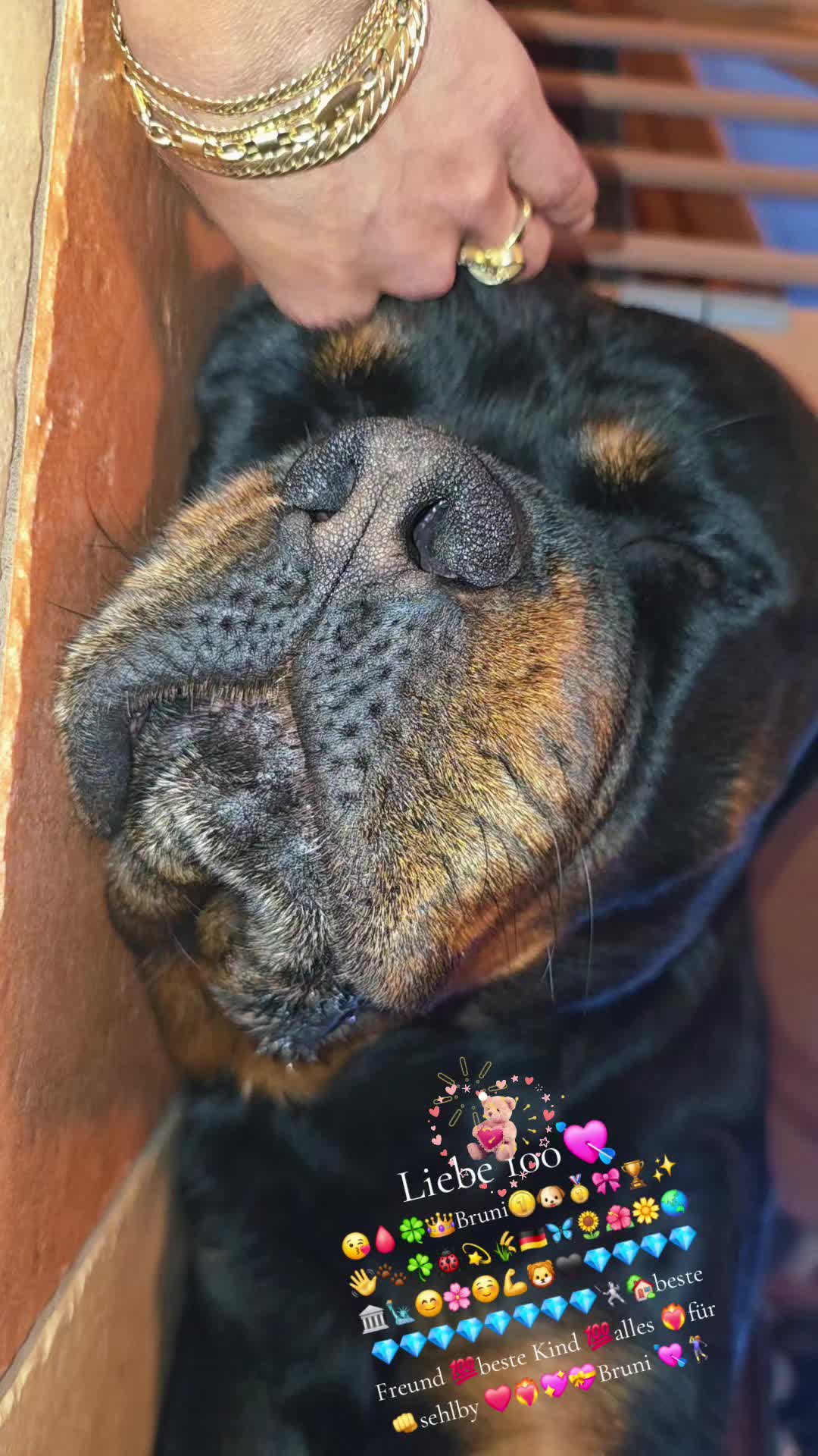 @Rottweiler Bruno
