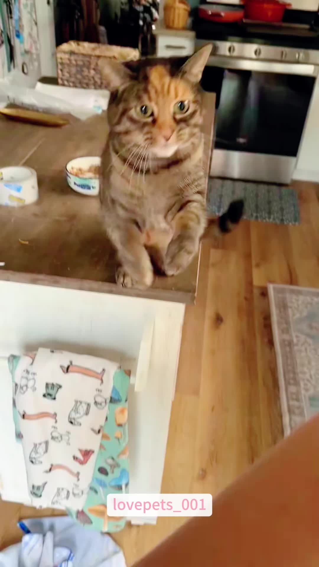 @lovepets_001