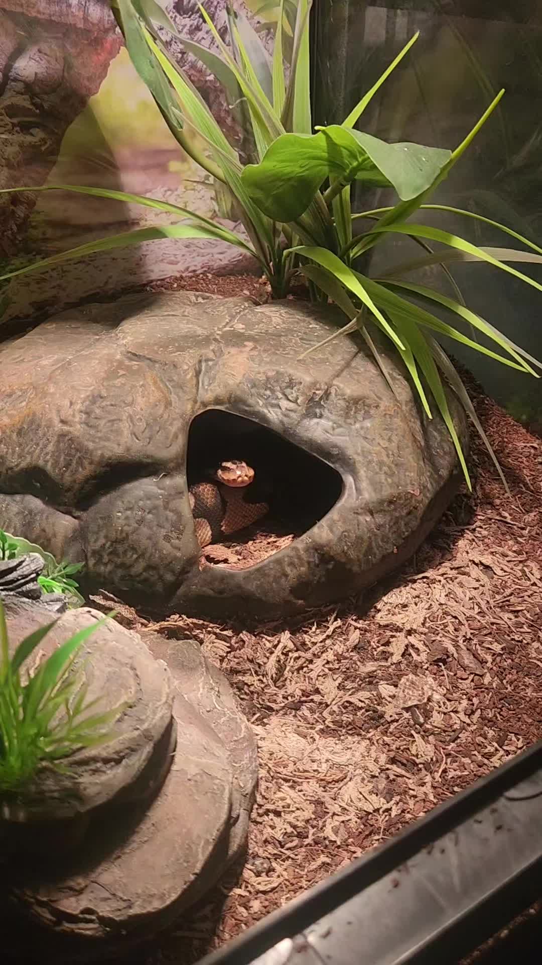@Ballard&rsquo;s Reptiles