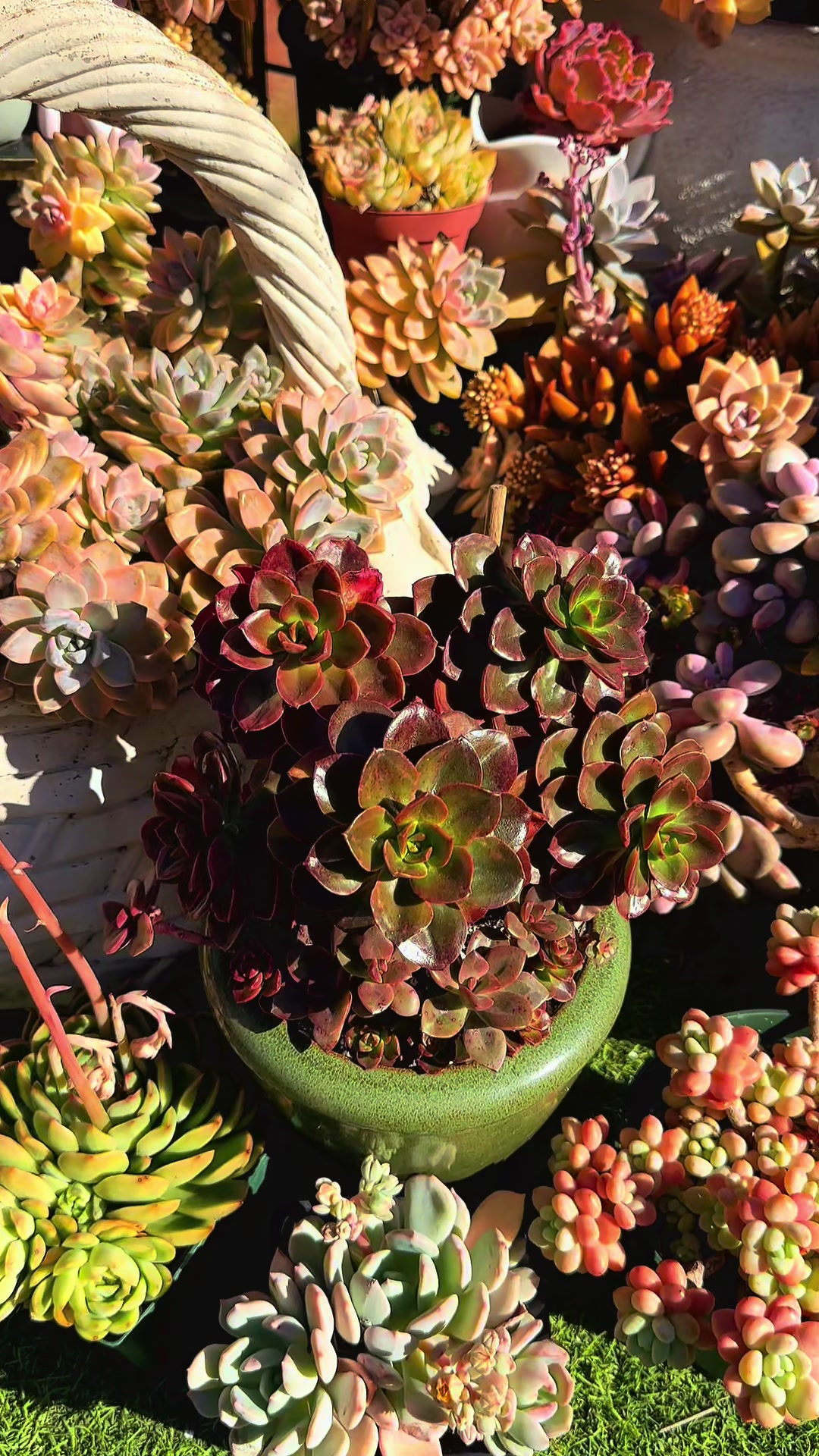 @euphoriablooms