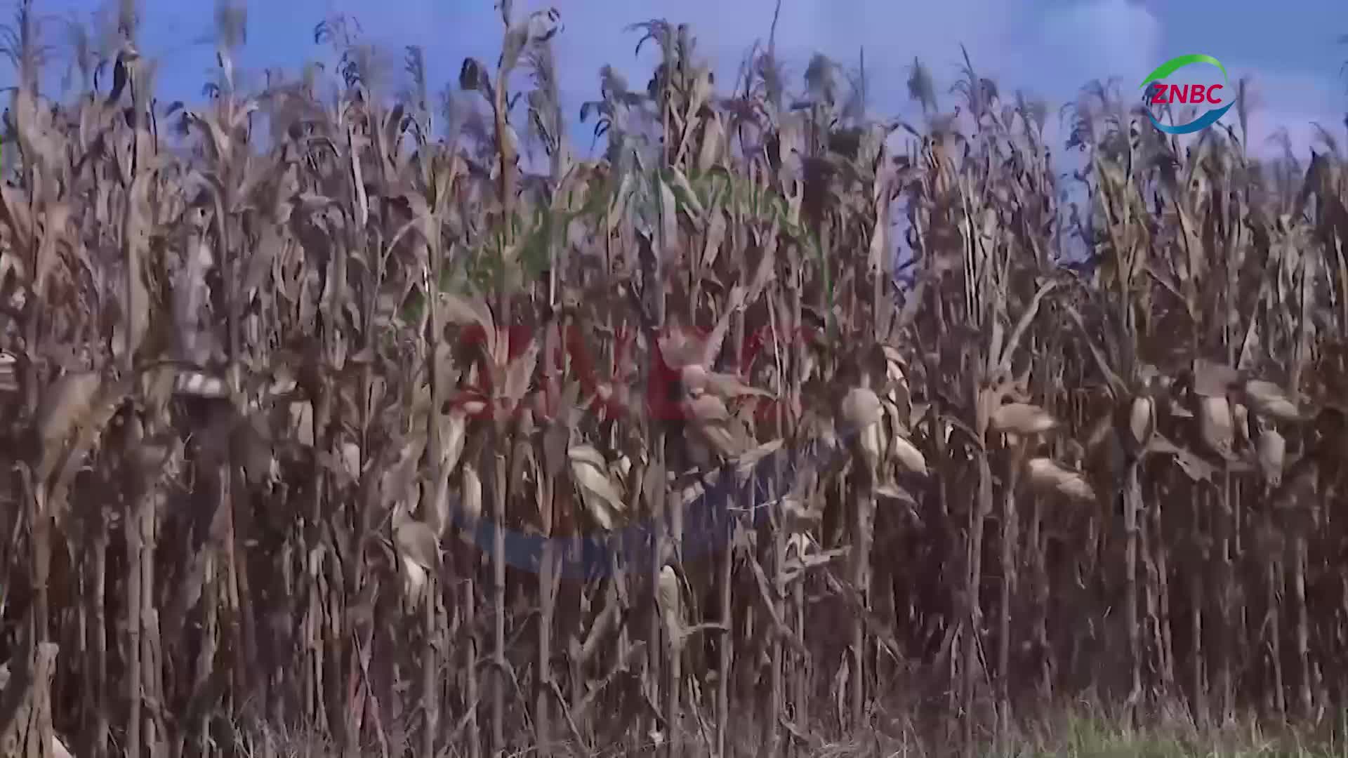 @znbctoday