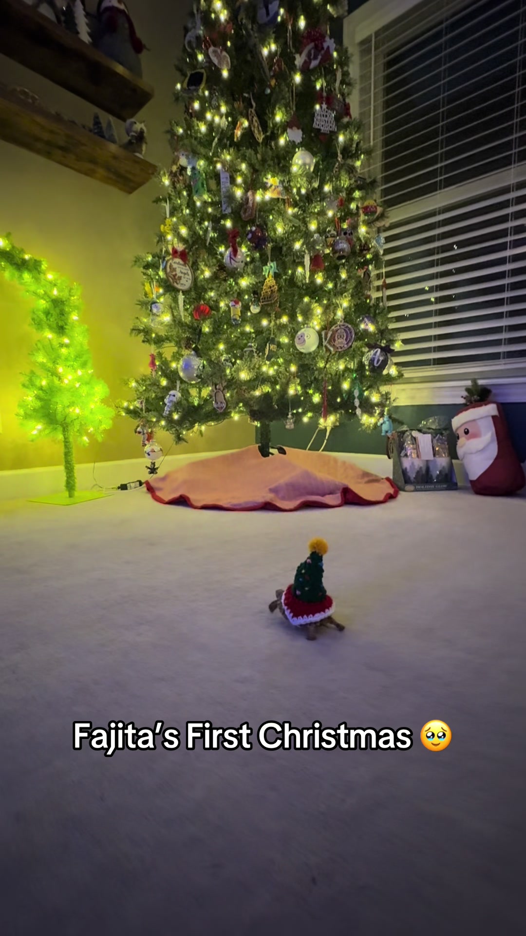 @Fajita 🐢