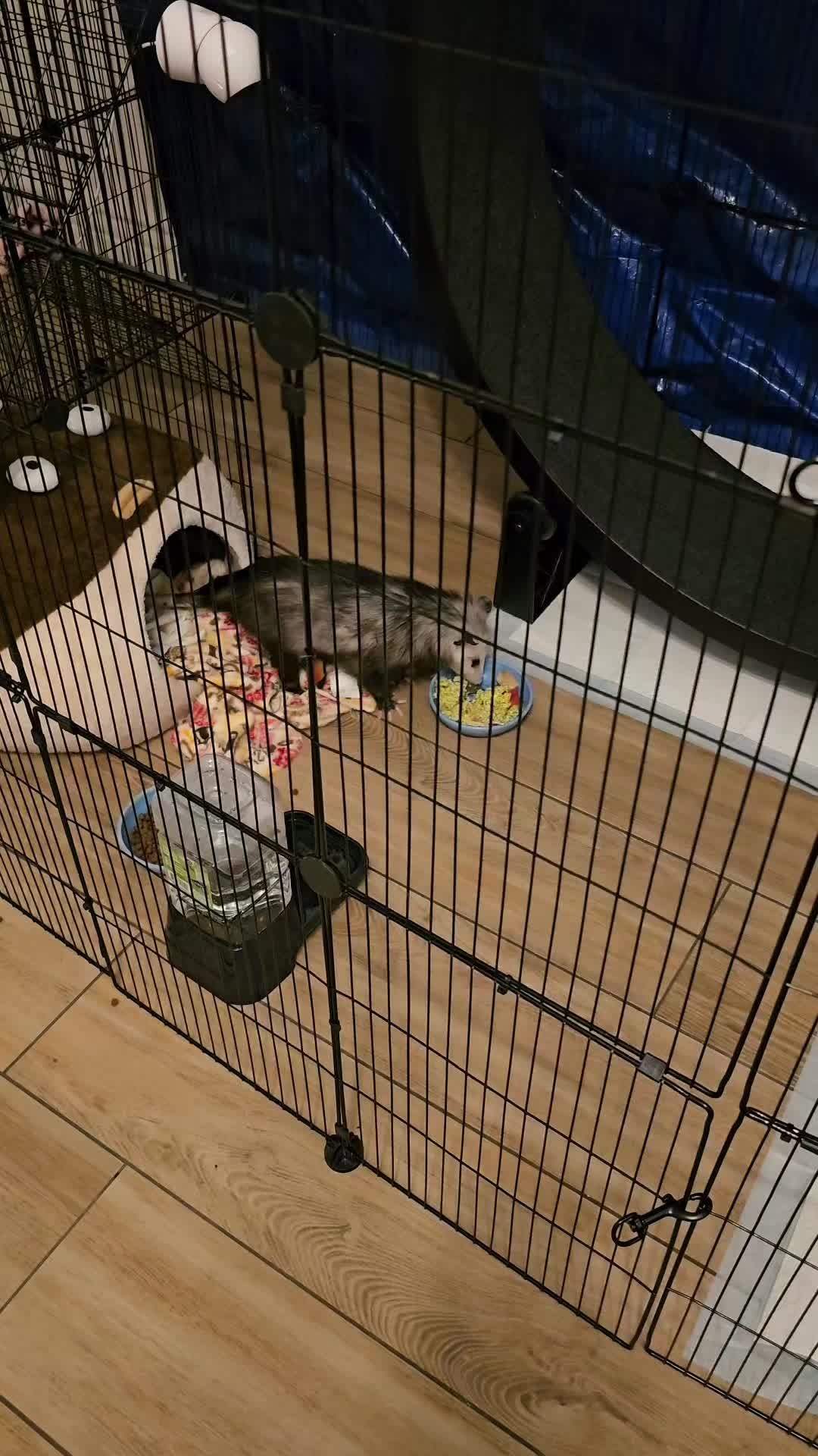@OPOSSUMDAWGMOM