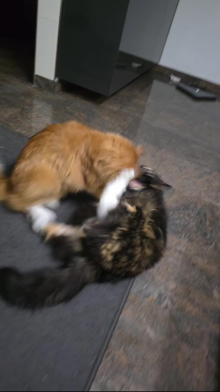 @GlaMurka🐈