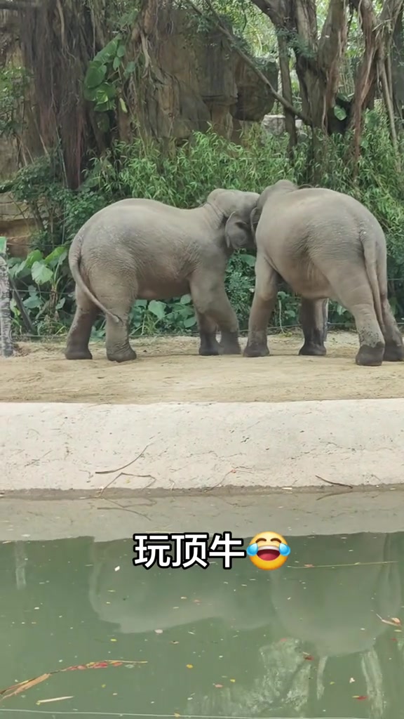 @Doopairoei1