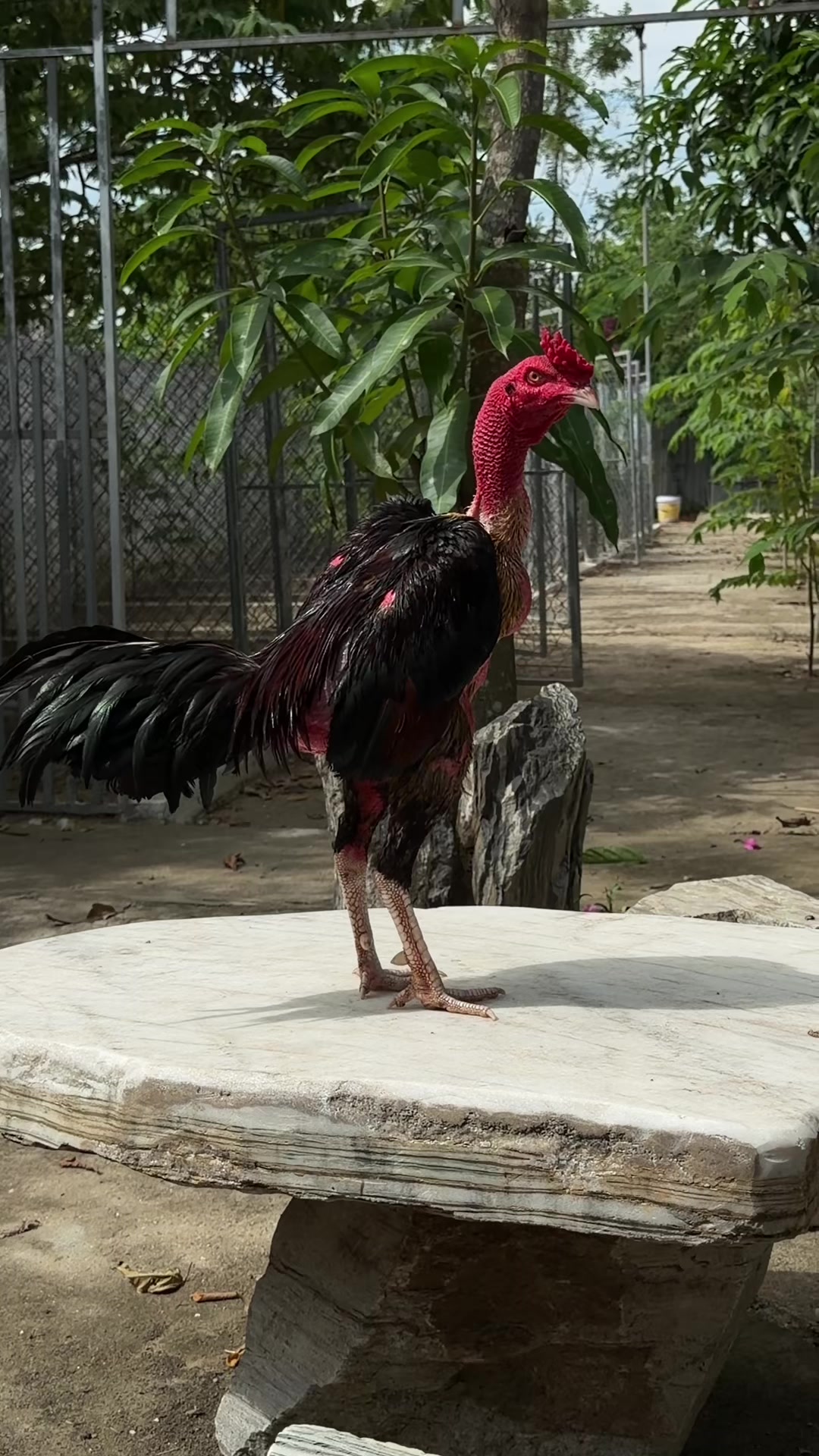 @Quốc khánh
