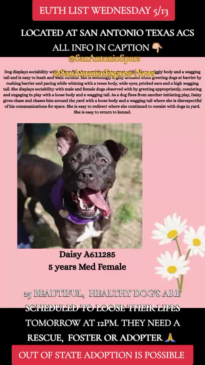 @@rescuedogs911