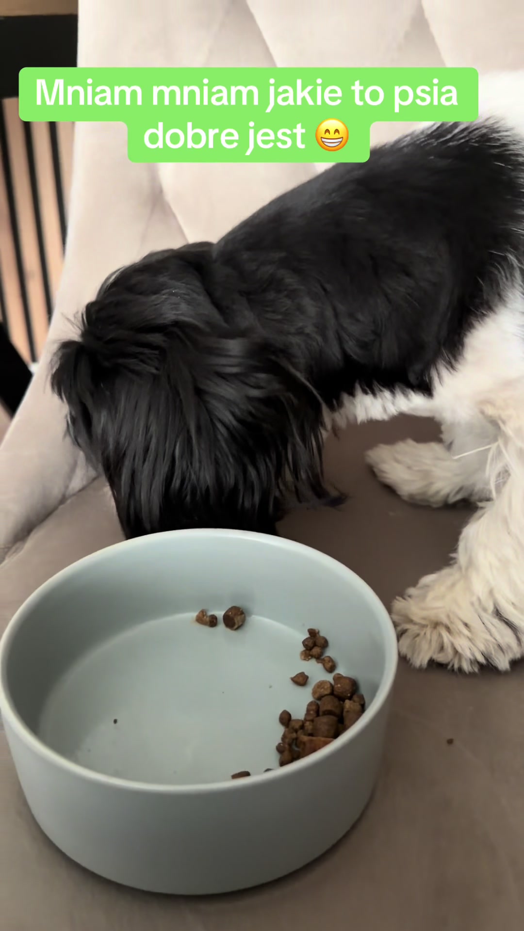 @Cleo shih-tzu