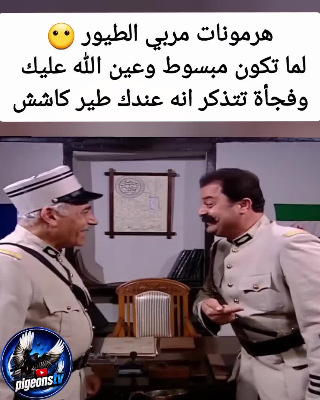 @Pigeons Tv
