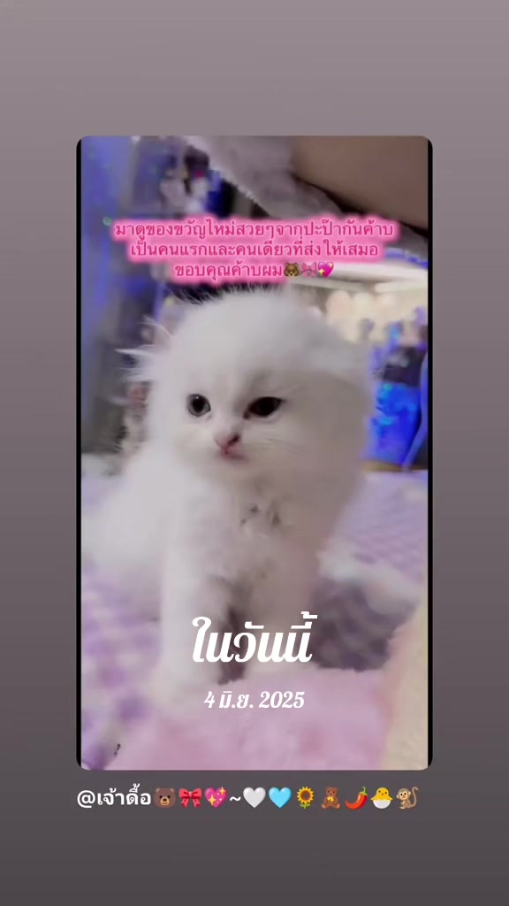 @💖🌷✨✷เทพลีออน宝贝✷💜🐲🏹🌞🦋☁️
