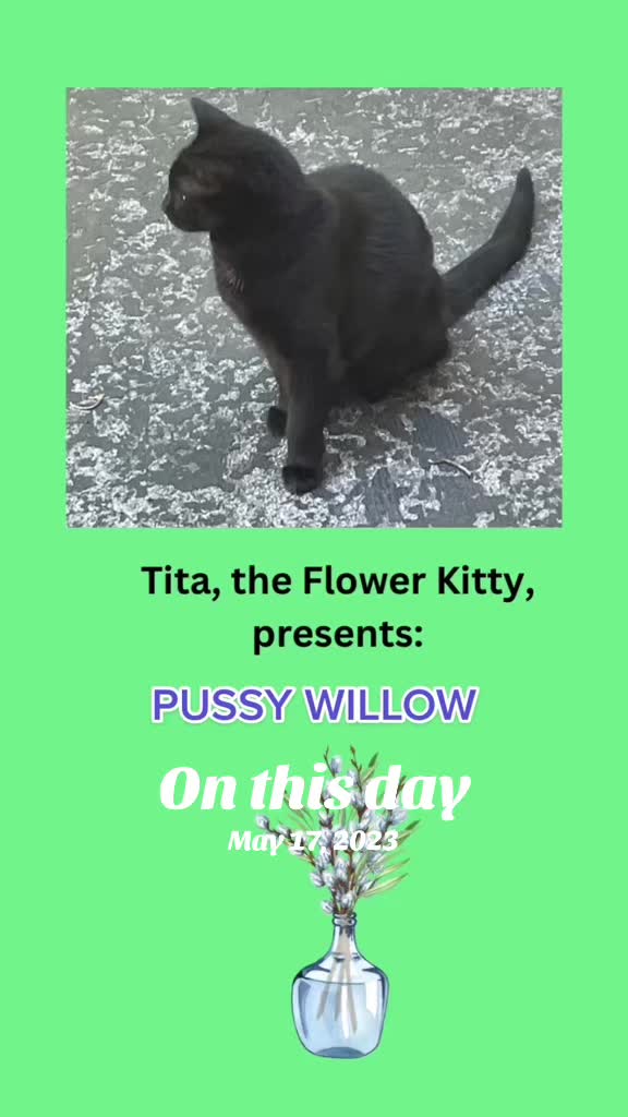 @The Appalachian kitties