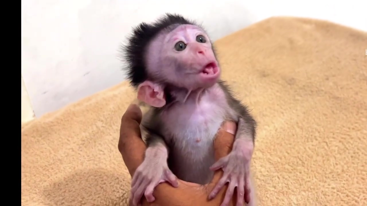 @Asian Macaques