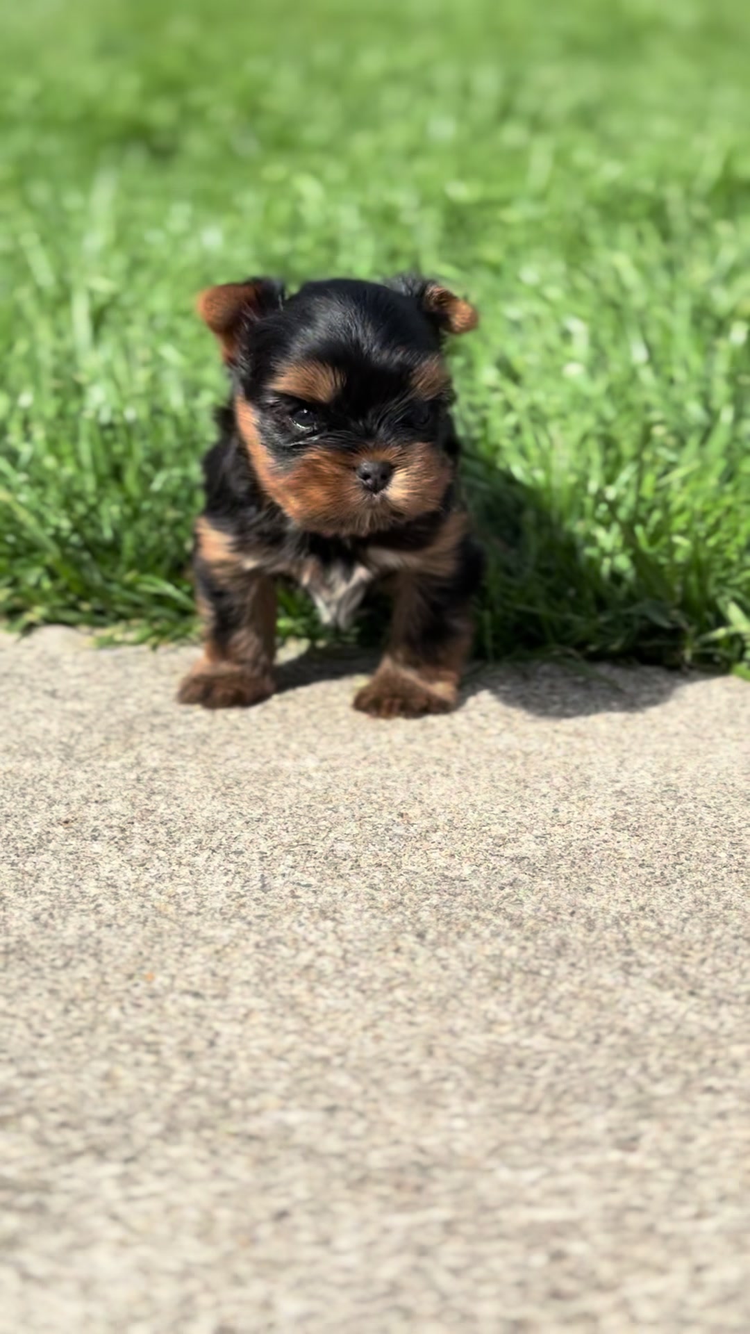 @Kimbrays Yorkies