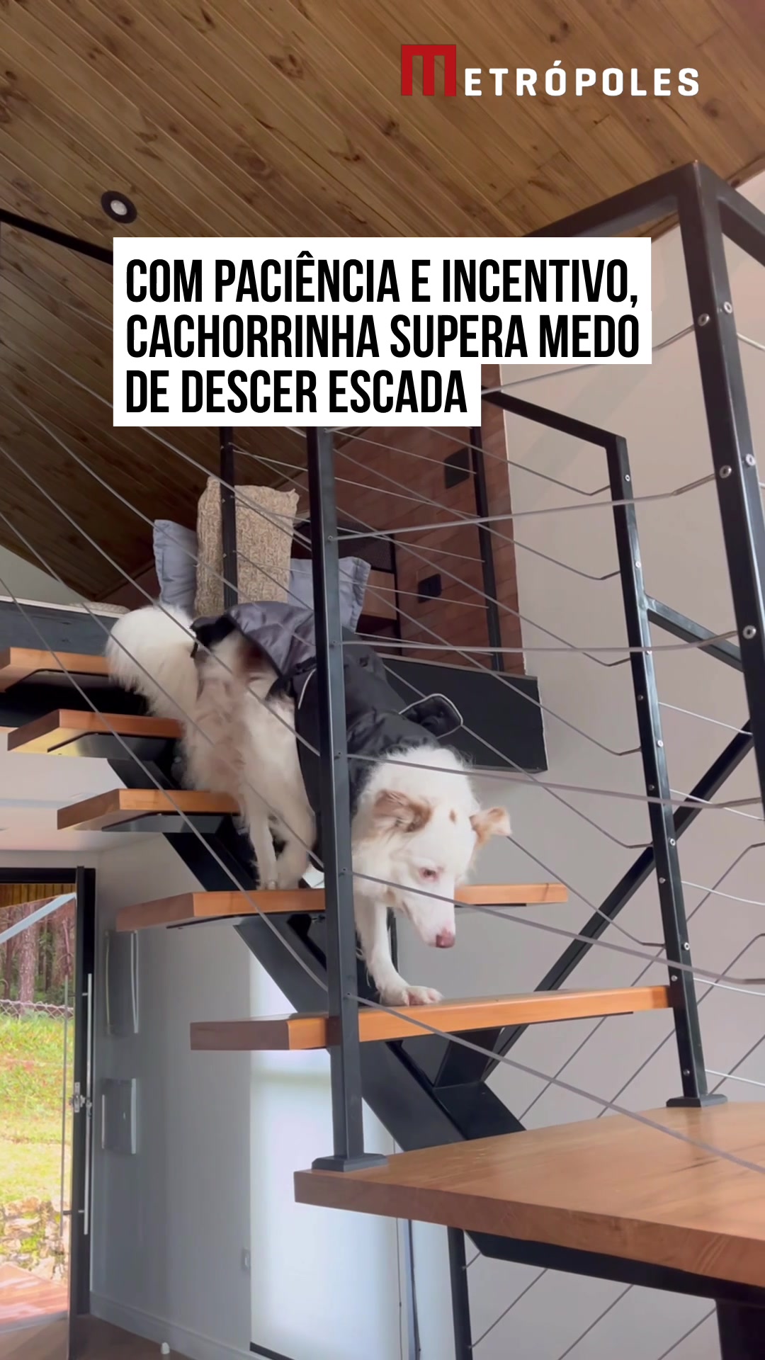 @Metrópoles Oficial