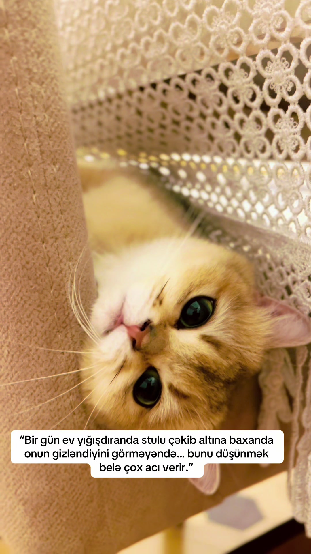 @cats_familyofficial
