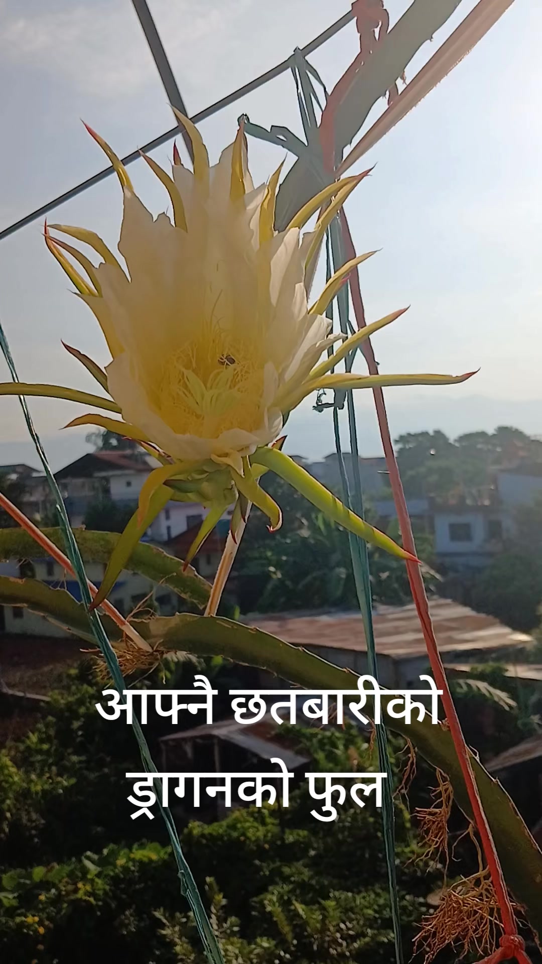 @Baral Bina