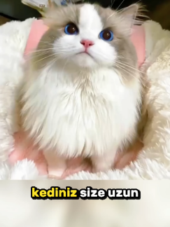 @pzquinniyahzhurii