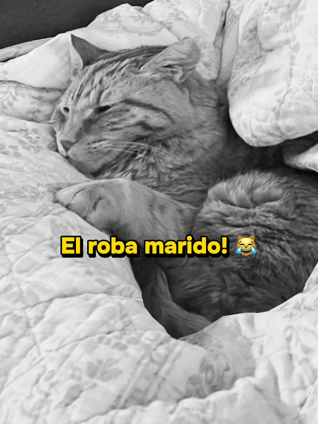 @Pablo & Luigi 🐾