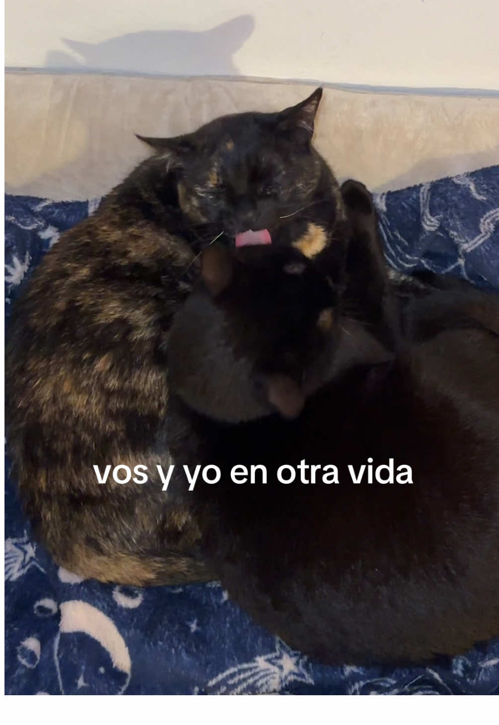 @luludellacorte