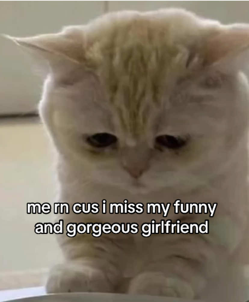 @the meow archive
