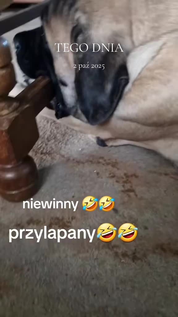 @Animal merwige fci