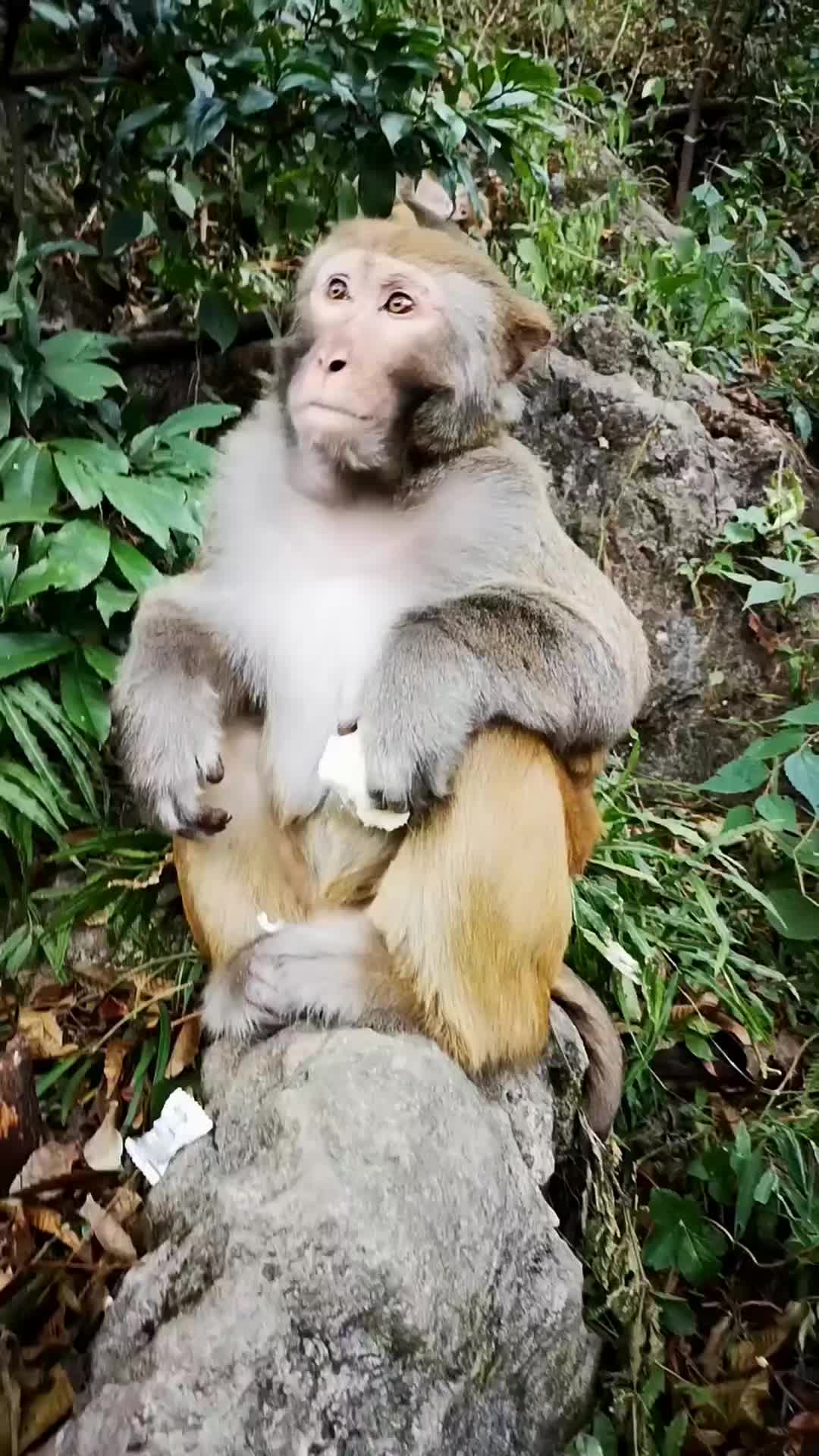 @LilMonkeyVibes