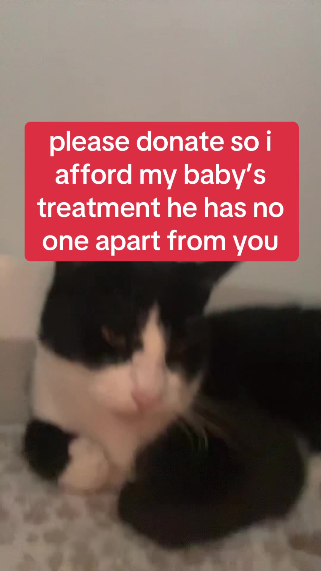 @Save Morris from FIP 🐾❤️&zwj;🩹