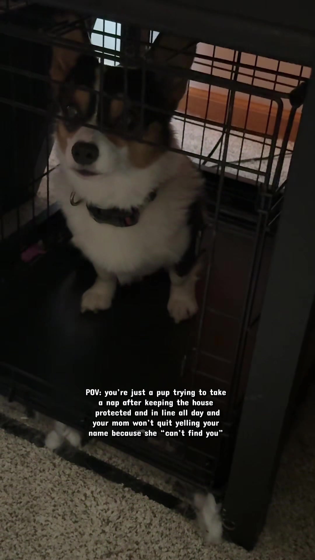 @Little Miss Rosie 🐾