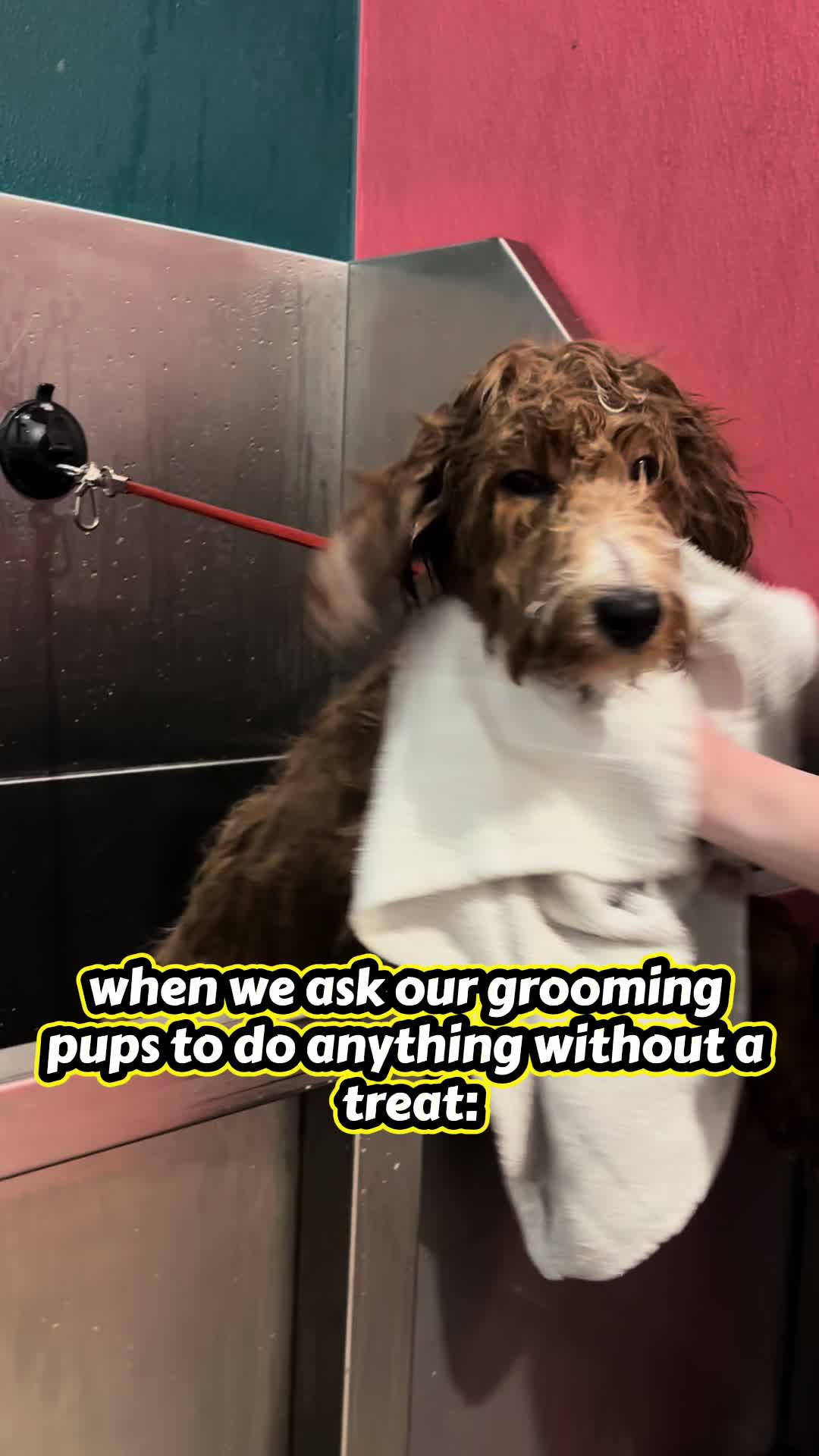 @Well Groomed Queen Creek