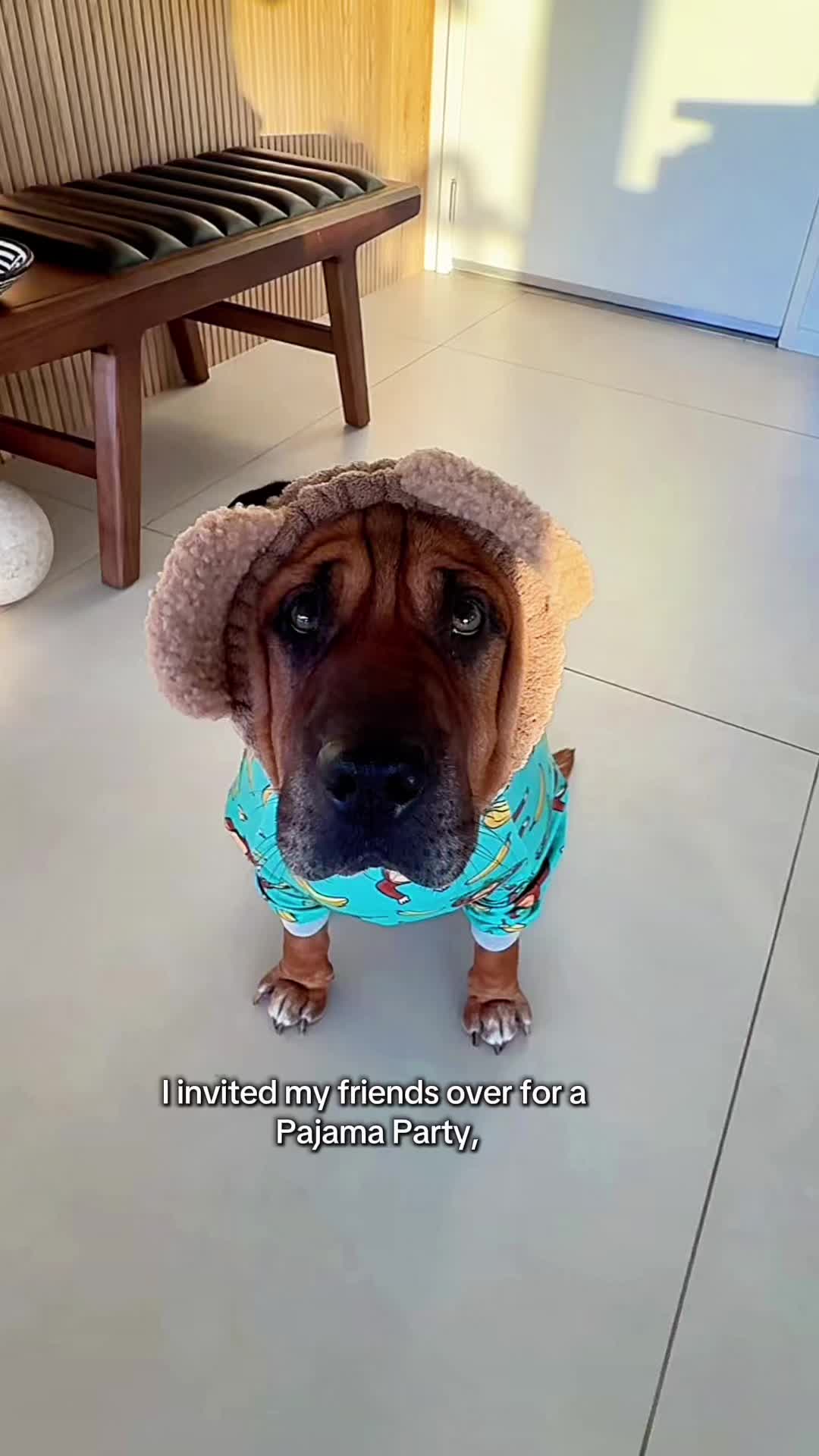@Ryder 🐾 Rescue Shar Pei