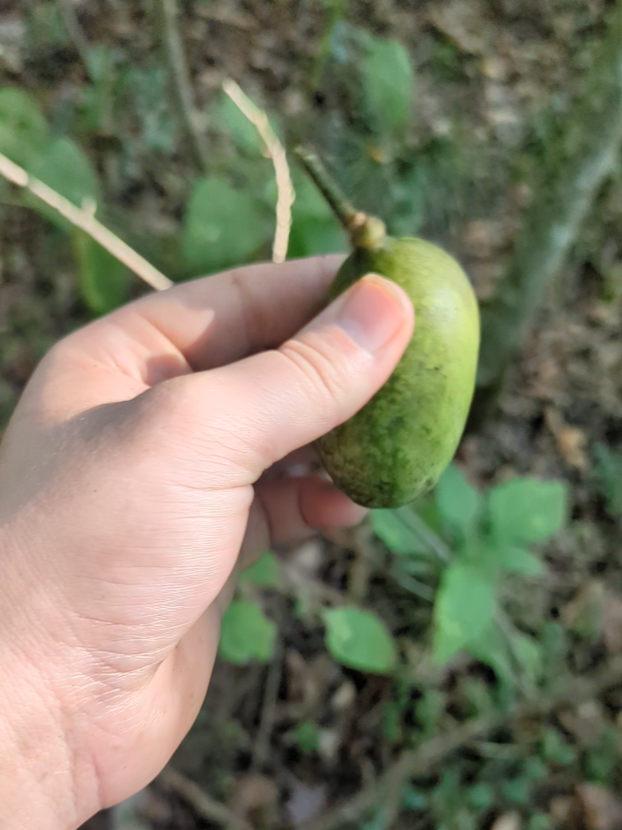 @Forage North America