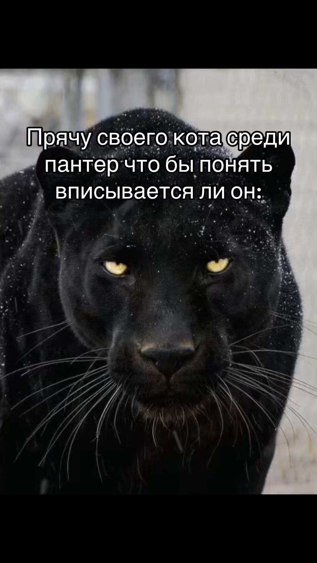 @Патрек