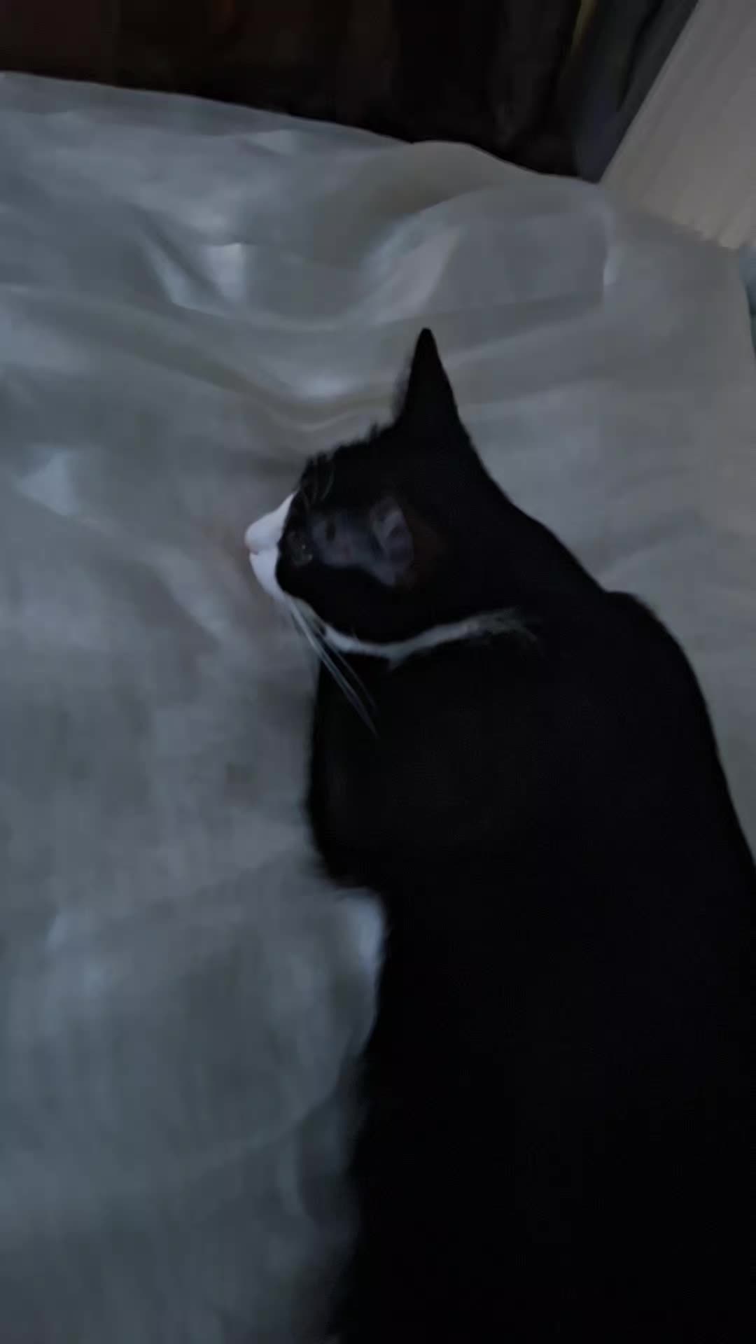 @lilythecat