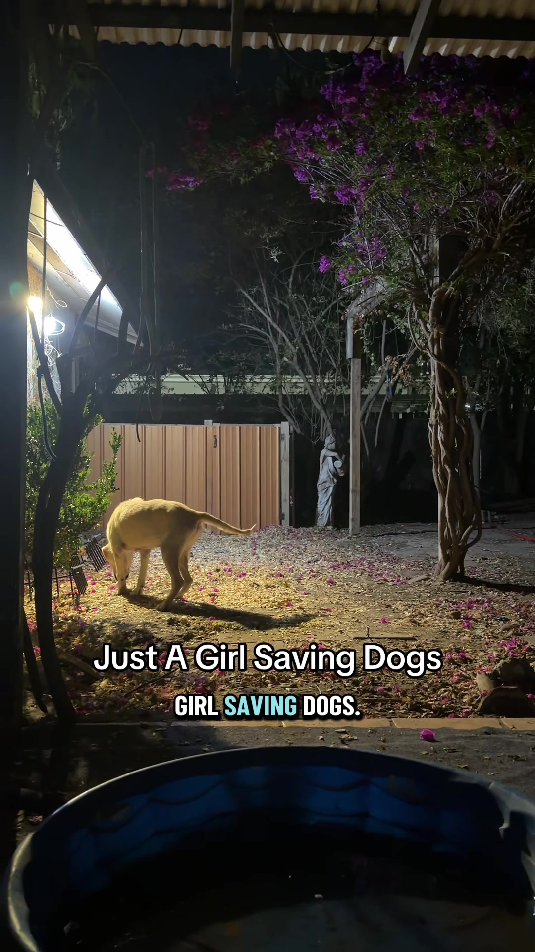 @Just A Girl Saving Dogs