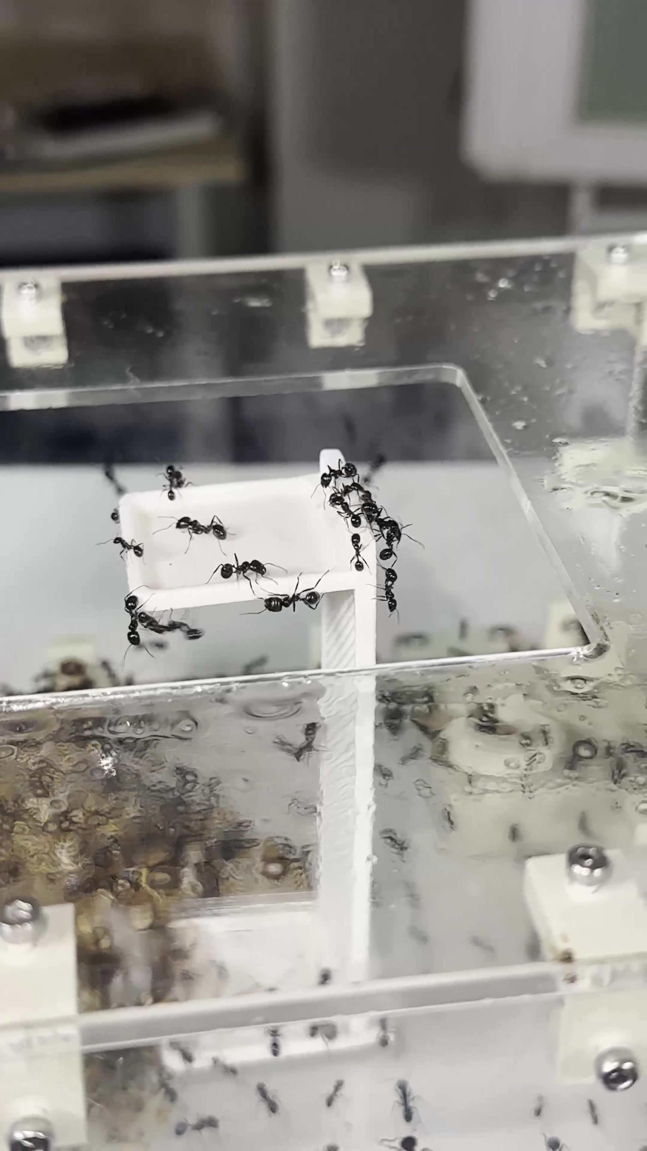 @GigaFourmis🐜