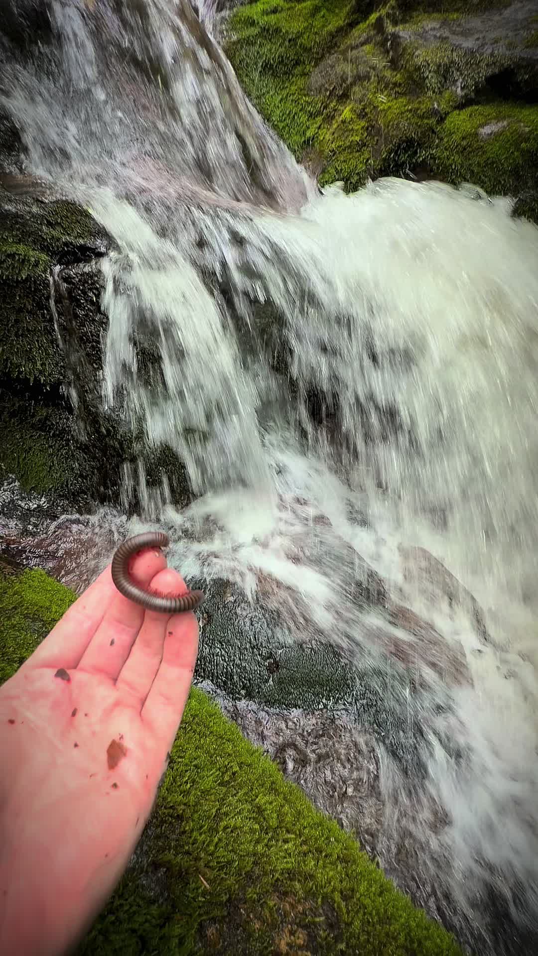 @Nature junkie