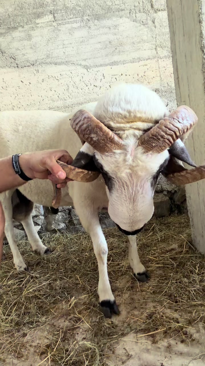 @GurishtaFarm