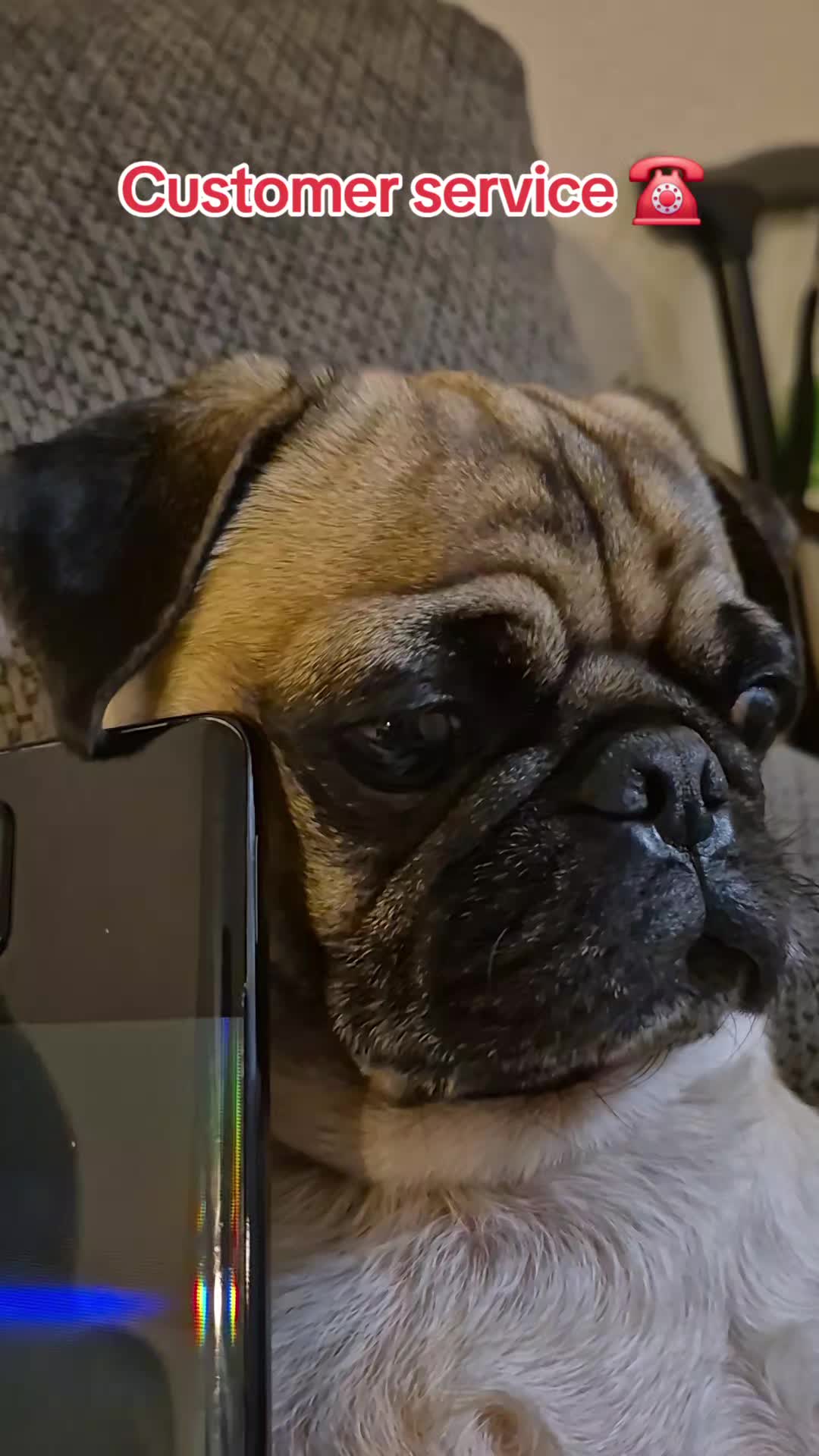 @Kiki&Cupid Thepugster