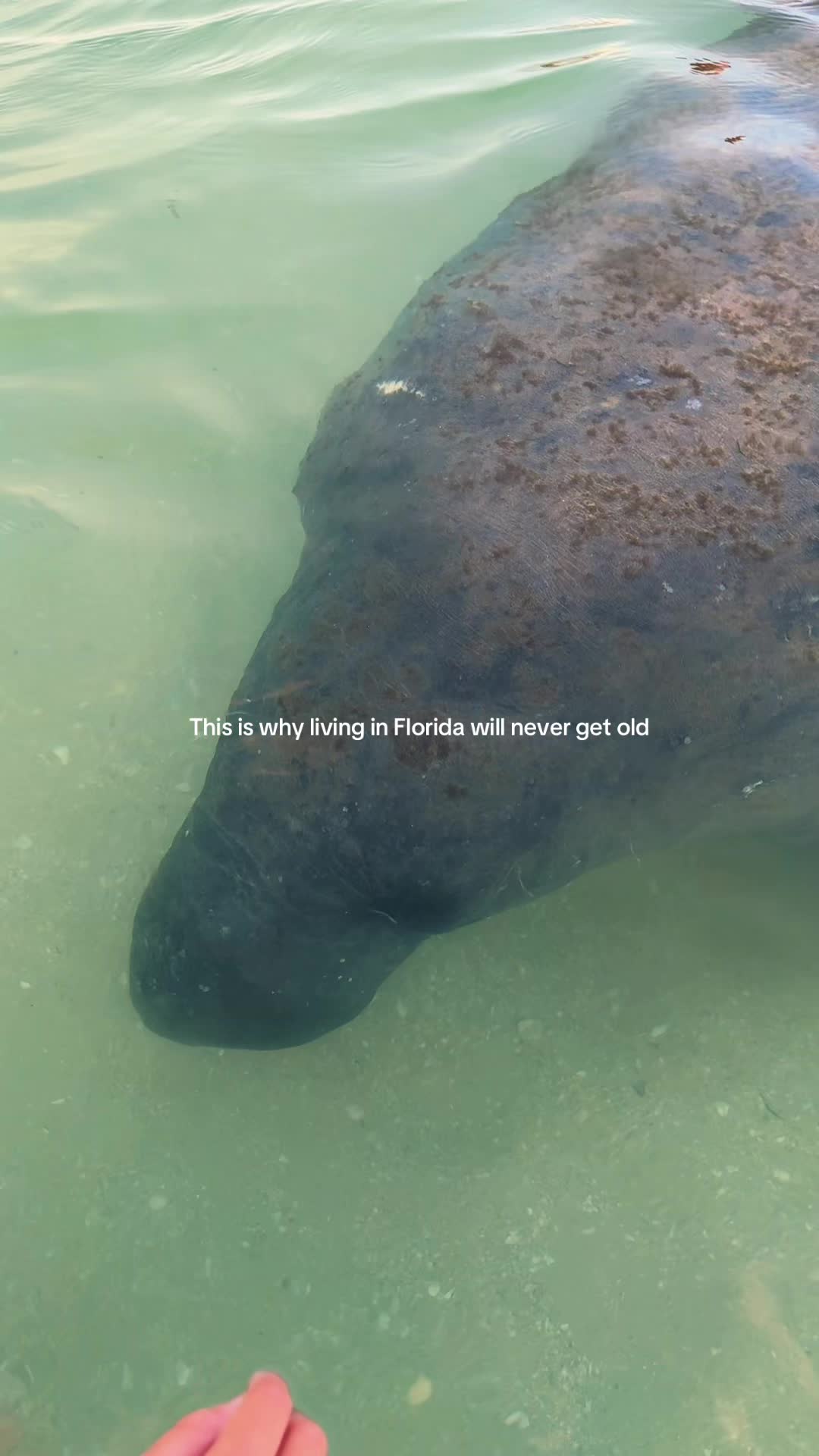 @theoceangirl