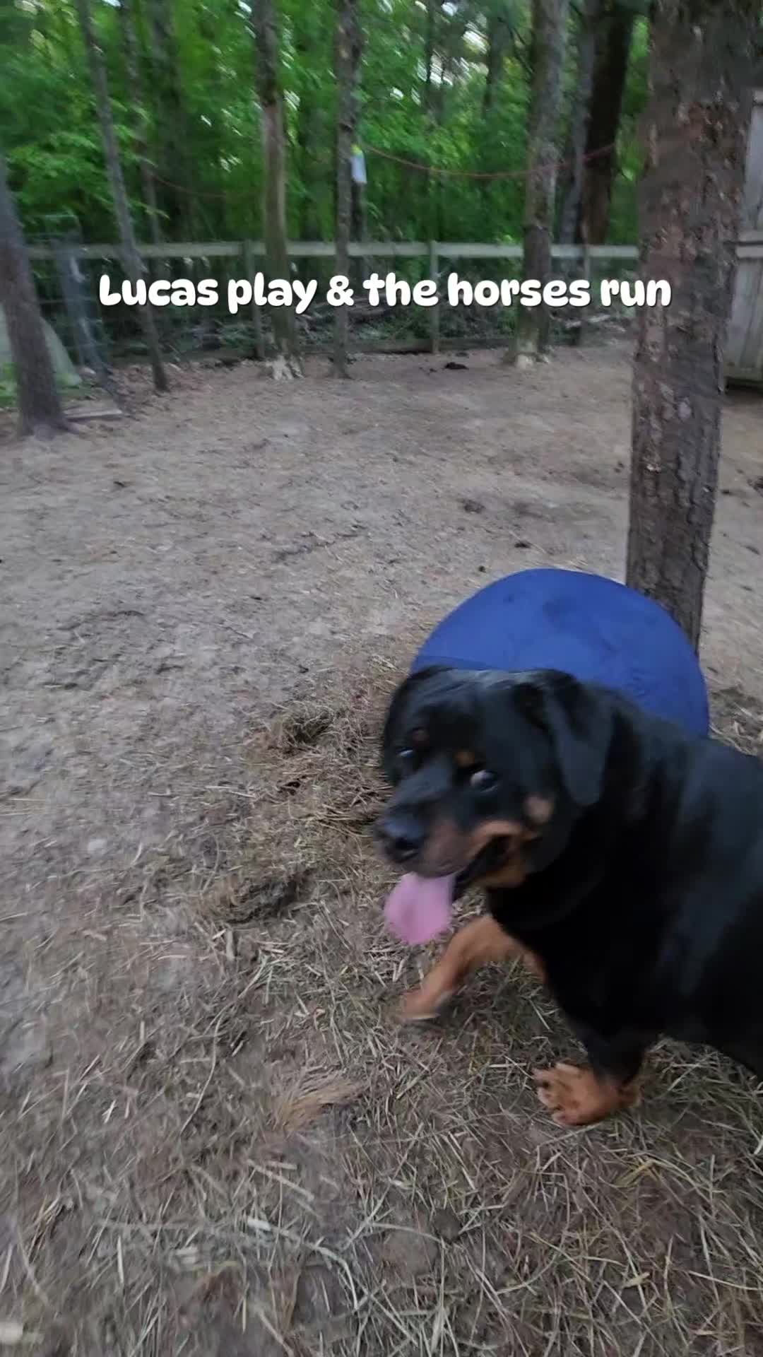 @minihorsemomandtrainer🐴🐴🐴🐴