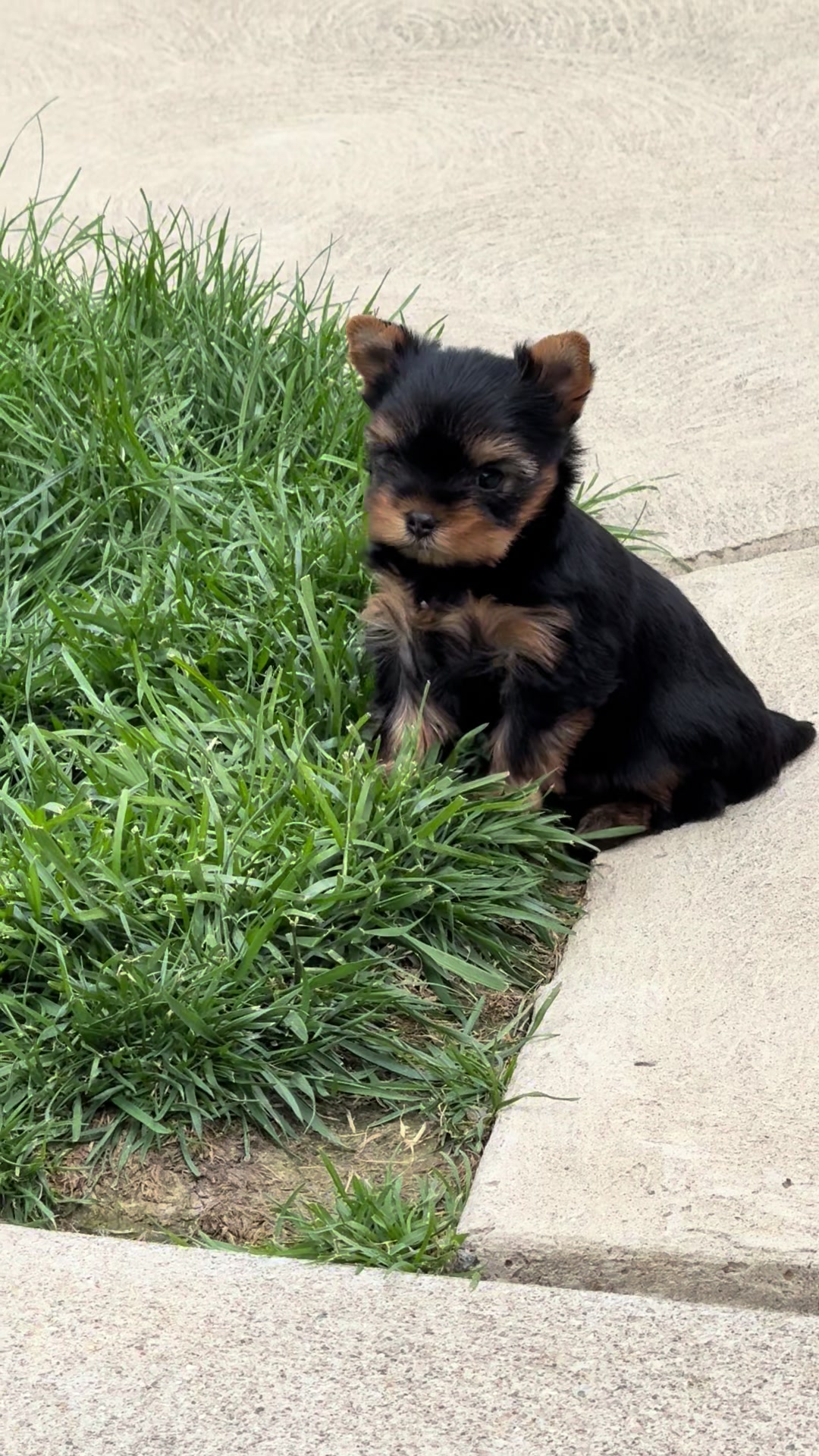 @Kimbrays Yorkies