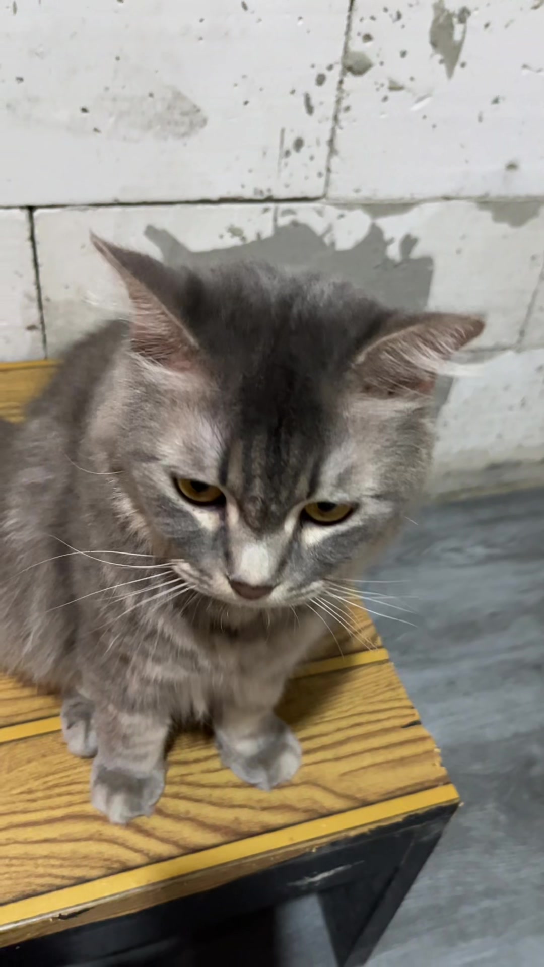 @BUMI ANABUL😺