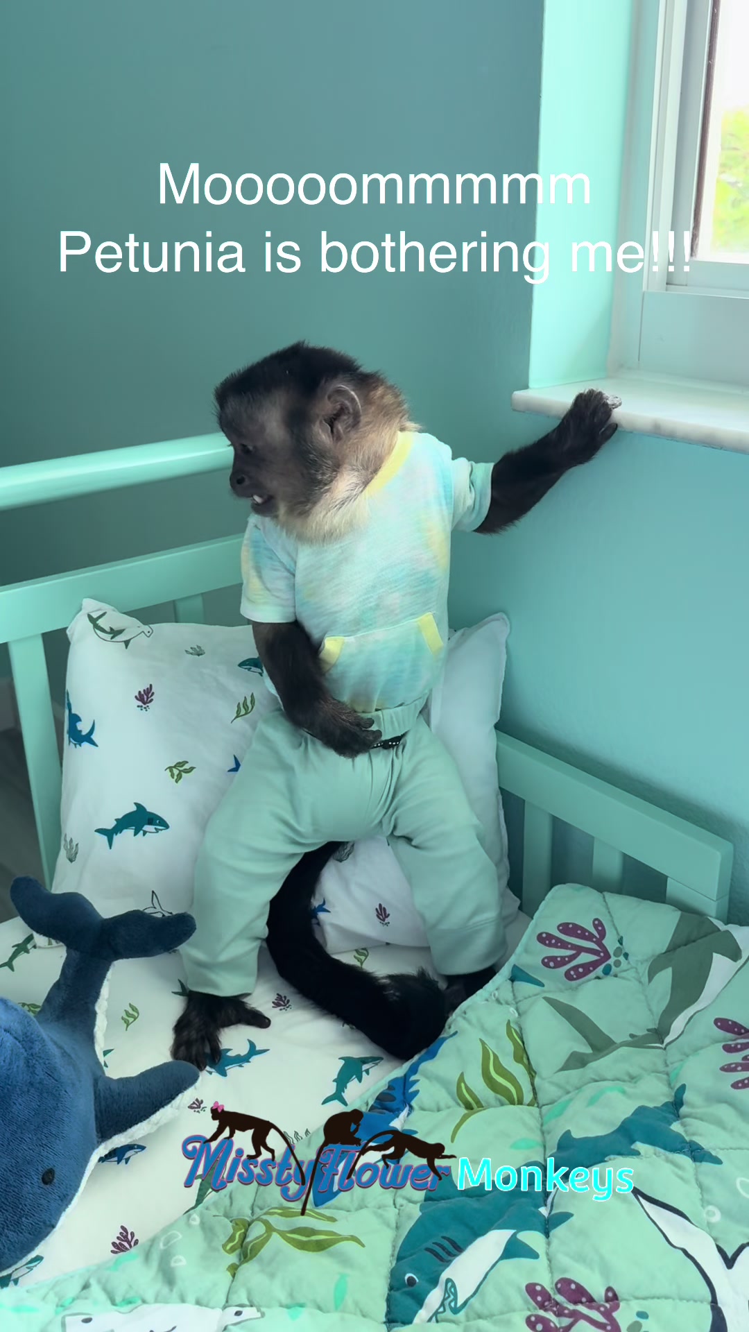 @MisstyFlower Monkeys
