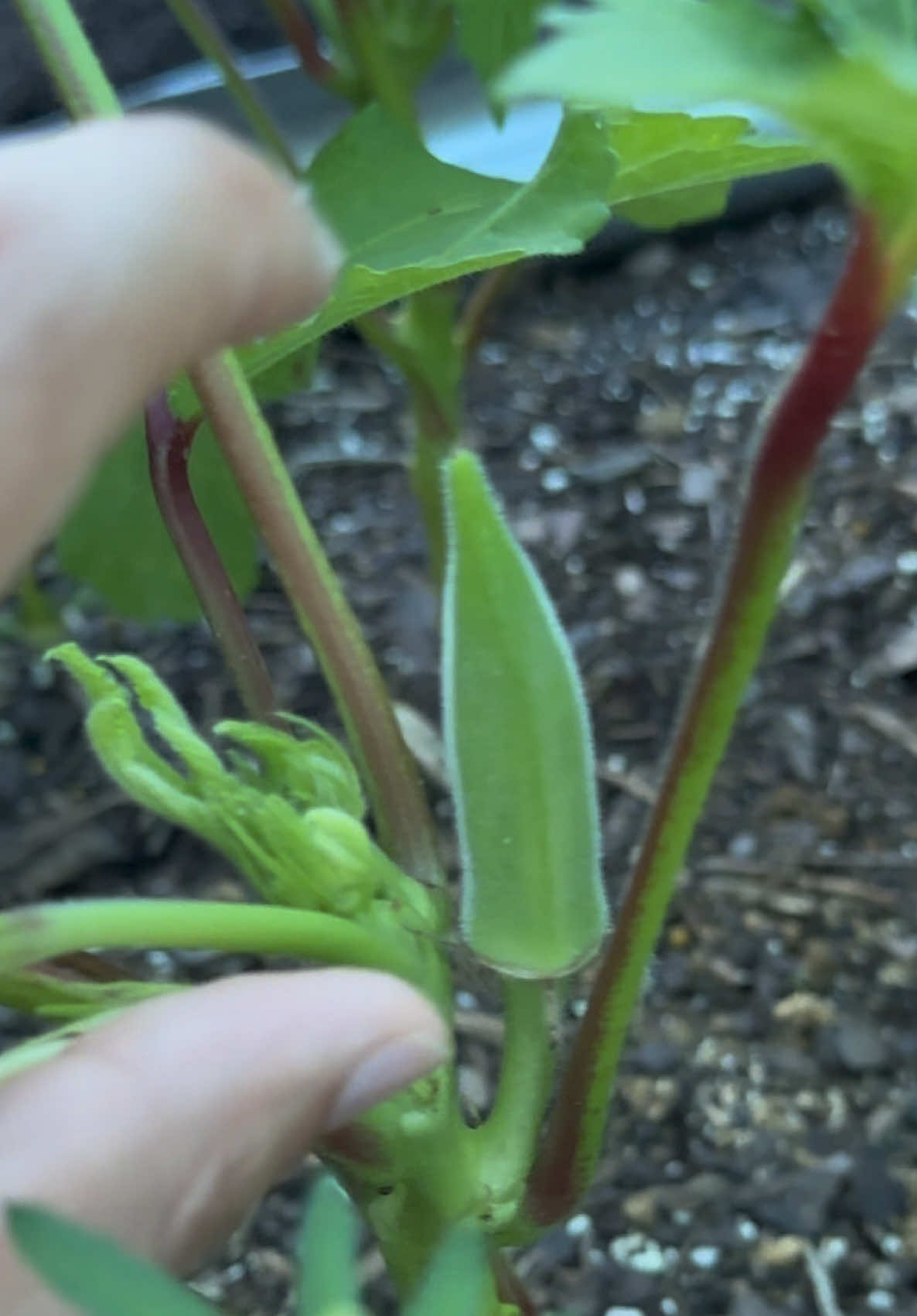 @Buff Gardener