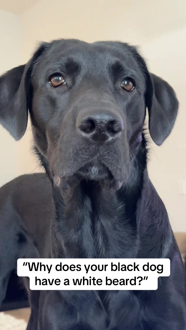 @ghostblacklab