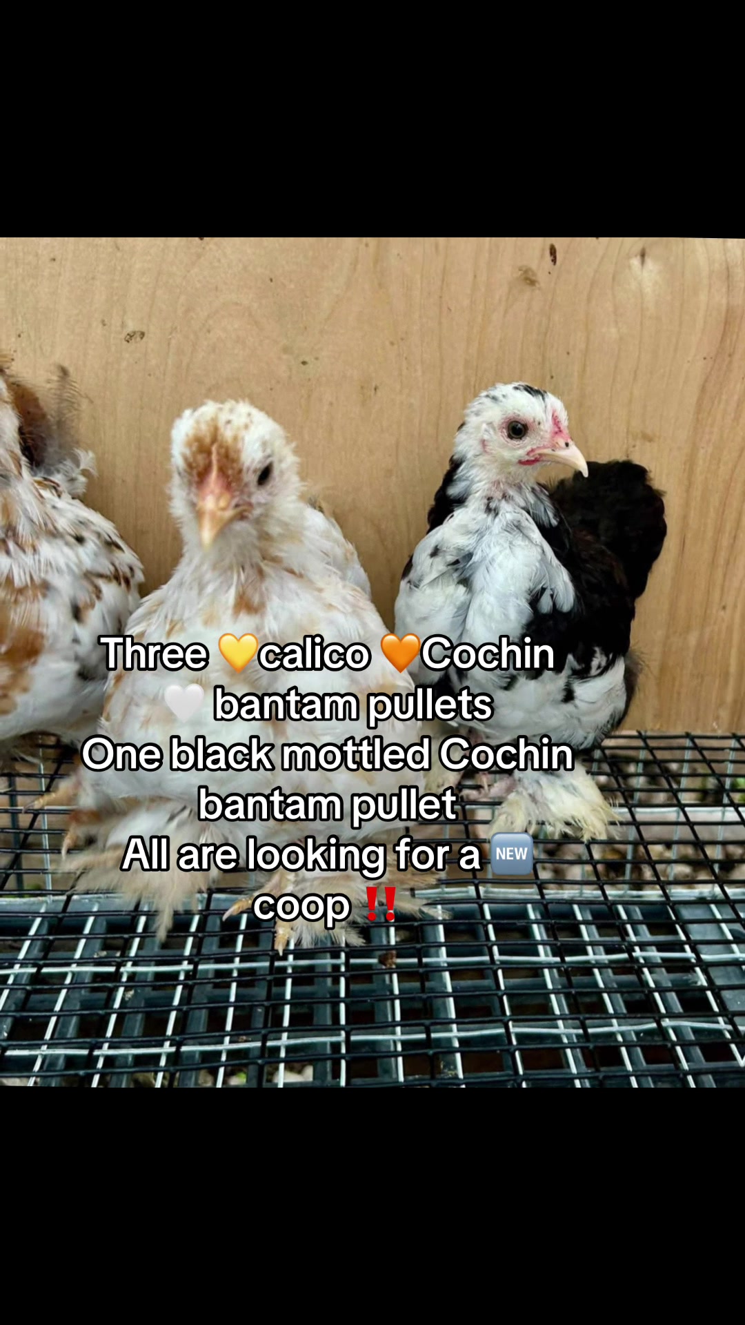 @Matthew’s Feathered Farm