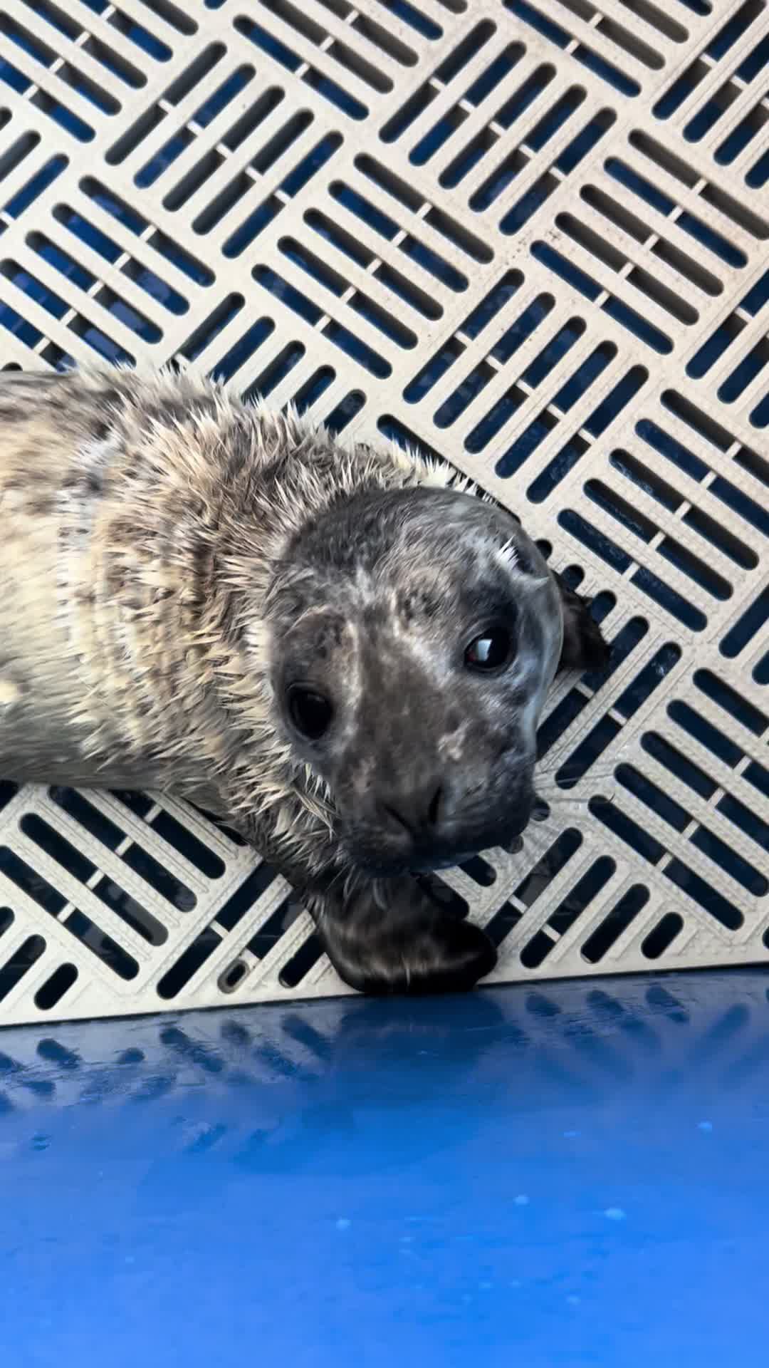 @Marine Mammal Rescue Society